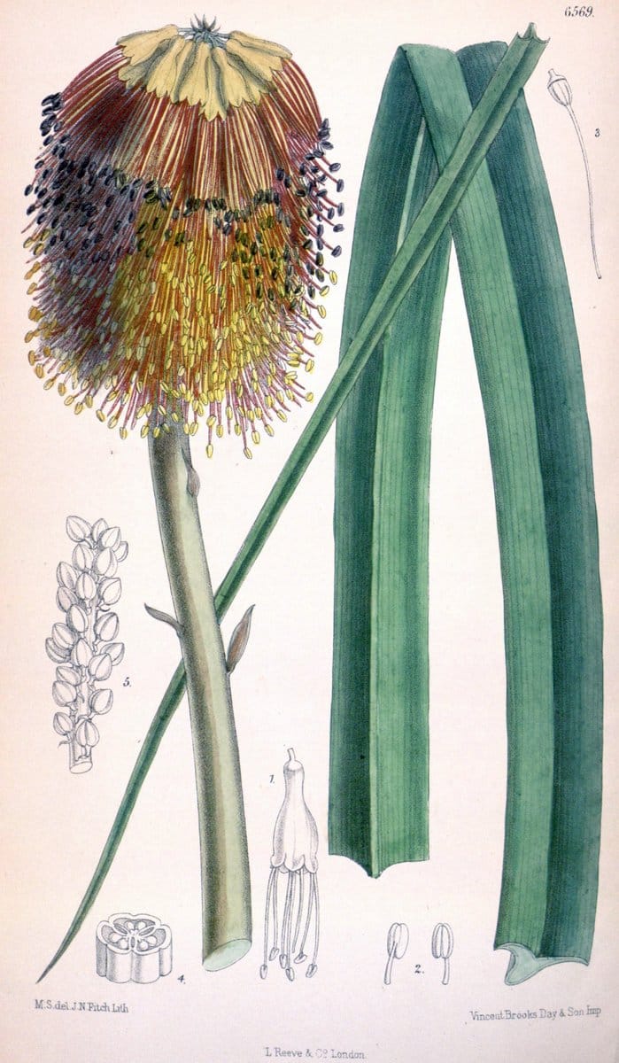 Curtis's botanical magazine. London ; New York [etc.] :Academic Press [etc.]. | "Botanical illustration" Botany Periodicals "Pictorial works" "Plants, Ornamental"  | Vintage Print Reproduction 454225