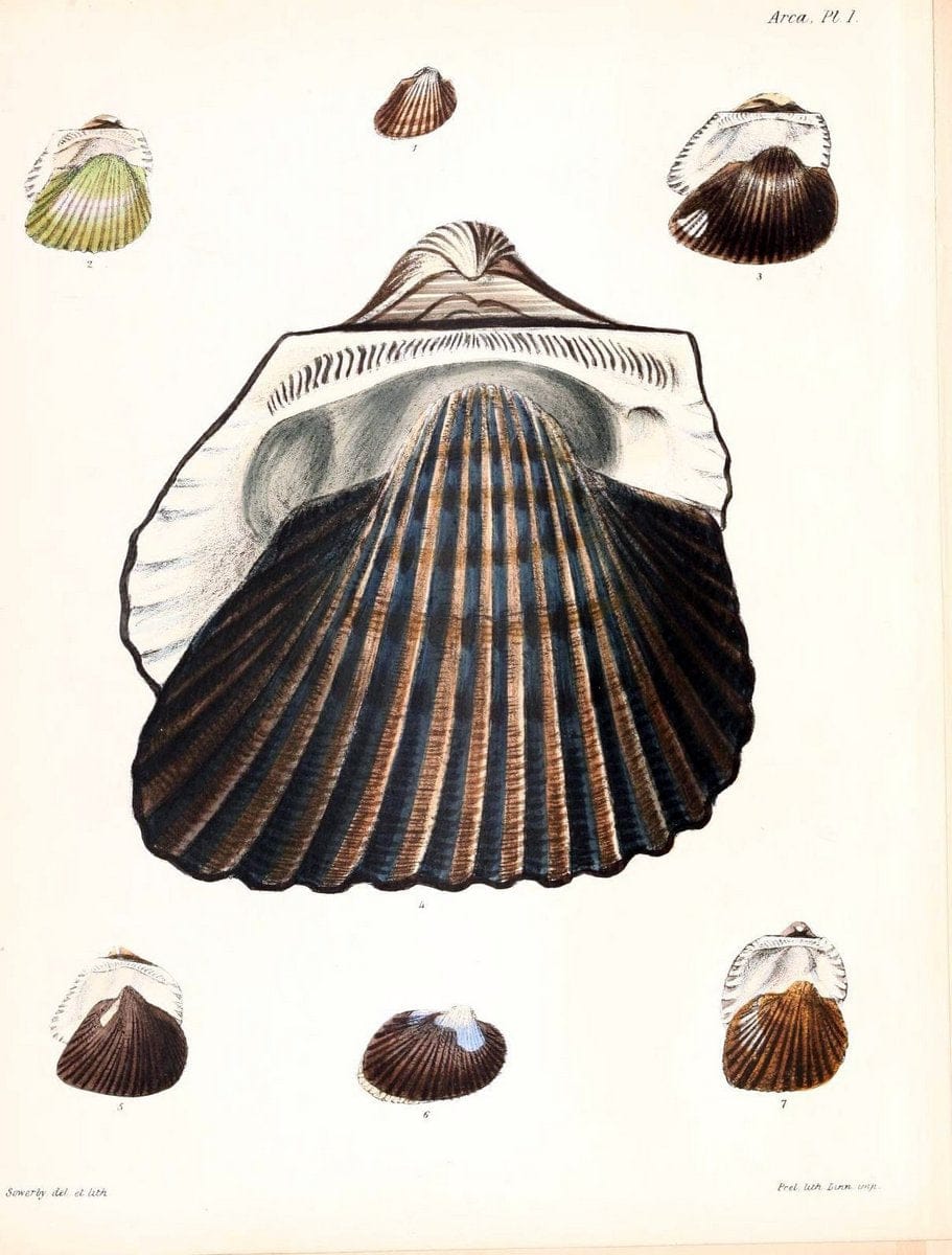 Conchologia iconica, or, Illustrations of the shells of molluscous animals /.London :Reeve, Brothers,1843-1878.  | Mollusks "Pictorial works" Shells | Vintage Print Reproduction 454226