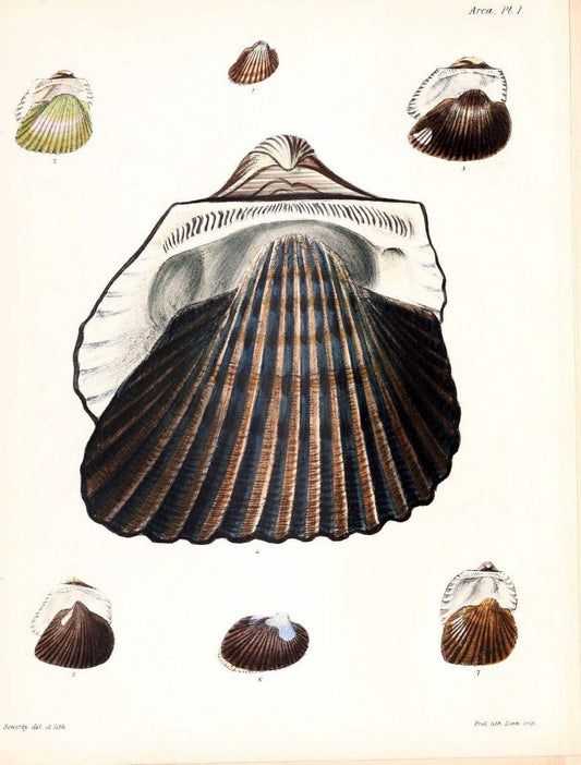 Conchologia iconica, or, Illustrations of the shells of molluscous animals /.London :Reeve, Brothers,1843-1878.  | Mollusks "Pictorial works" Shells | Vintage Print Reproduction 454226