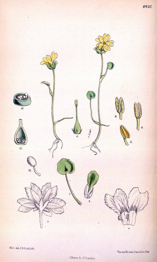 Curtis's botanical magazine. London ; New York [etc.] :Academic Press [etc.]. | "Botanical illustration" Botany Periodicals "Pictorial works" "Plants, Ornamental"  | Vintage Print Reproduction 454227