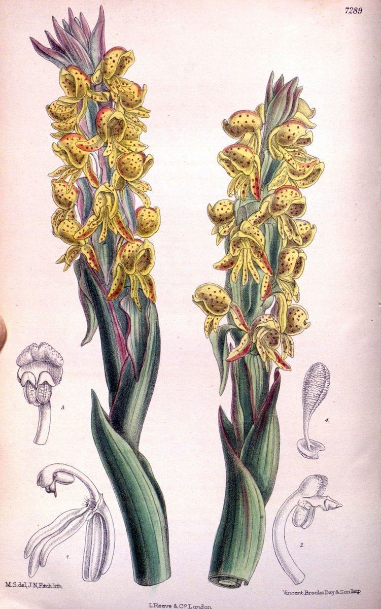 Curtis's botanical magazine. London ; New York [etc.] :Academic Press [etc.]. | "Botanical illustration" Botany Periodicals "Pictorial works" "Plants, Ornamental"  | Vintage Print Reproduction 454228