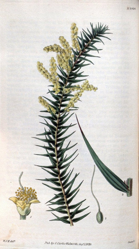 Curtis's botanical magazine. London ; New York [etc.] :Academic Press [etc.]. | "Botanical illustration" Botany Periodicals "Pictorial works" "Plants, Ornamental"  | Vintage Print Reproduction 454231