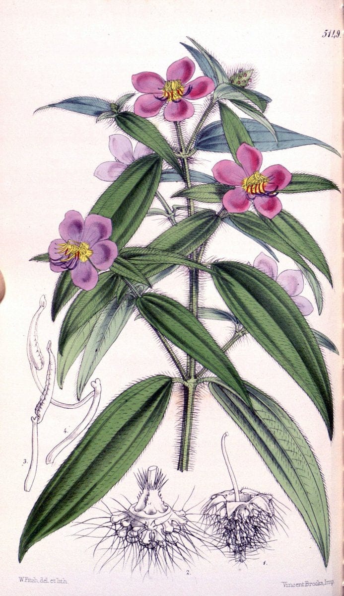 Curtis's botanical magazine. London ; New York [etc.] :Academic Press [etc.]. | "Botanical illustration" Botany Periodicals "Pictorial works" "Plants, Ornamental"  | Vintage Print Reproduction 454233
