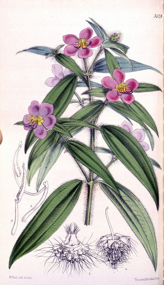 Curtis's botanical magazine. London ; New York [etc.] :Academic Press [etc.]. | "Botanical illustration" Botany Periodicals "Pictorial works" "Plants, Ornamental"  | Vintage Print Reproduction 454233