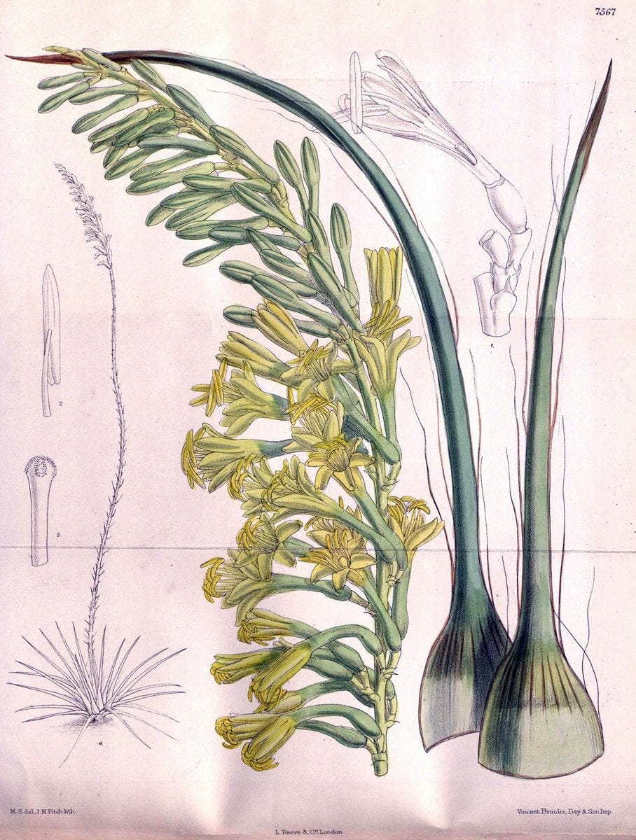 Curtis's botanical magazine. London ; New York [etc.] :Academic Press [etc.]. | "Botanical illustration" Botany Periodicals "Pictorial works" "Plants, Ornamental"  | Vintage Print Reproduction 454234