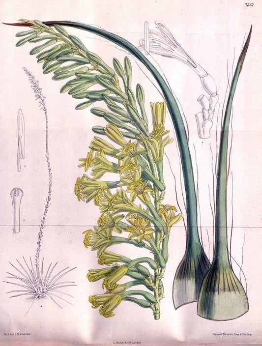 Curtis's botanical magazine. London ; New York [etc.] :Academic Press [etc.]. | "Botanical illustration" Botany Periodicals "Pictorial works" "Plants, Ornamental"  | Vintage Print Reproduction 454234