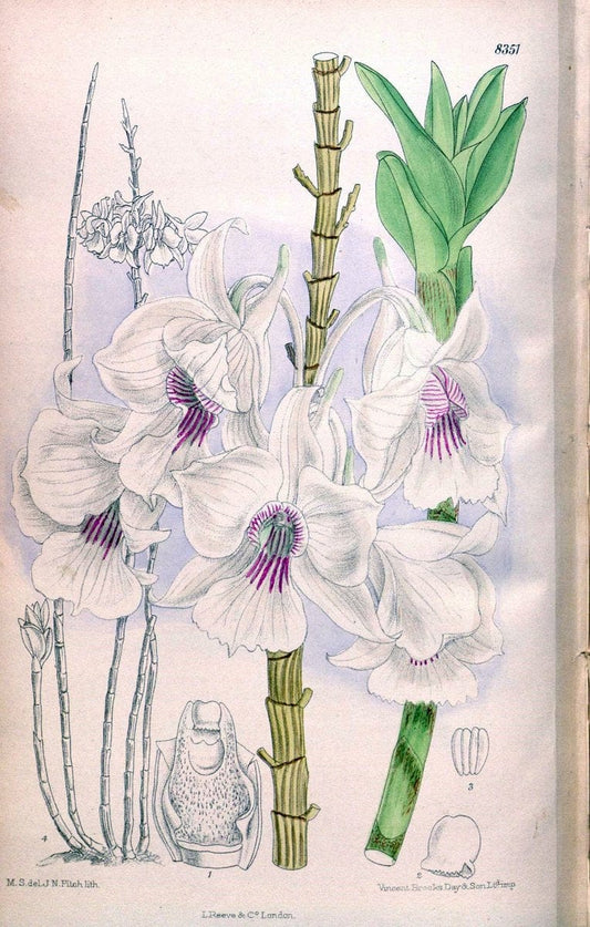 Curtis's botanical magazine. London ; New York [etc.] :Academic Press [etc.]. | "Botanical illustration" Botany Periodicals "Pictorial works" "Plants, Ornamental"  | Vintage Print Reproduction 454235