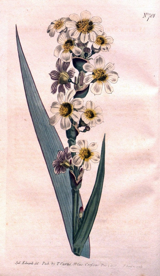 Curtis's botanical magazine..London ;New York [etc.] :Academic Press [etc.]. |  | Vintage Print Reproduction 454236