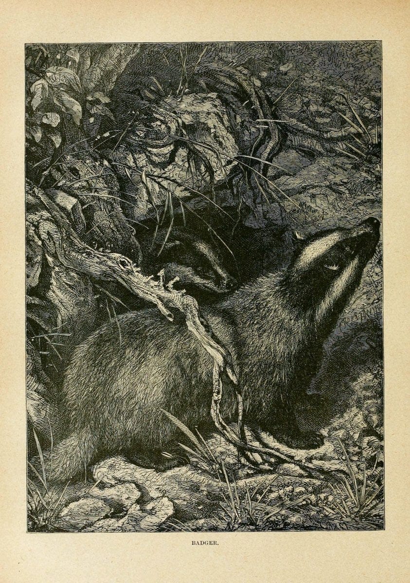 Cassell's natural history. London [etc]Cassell & Company, Limited,1896.  | "Animal behavior" Animals Nomenclature  | Vintage Print Reproduction 454238
