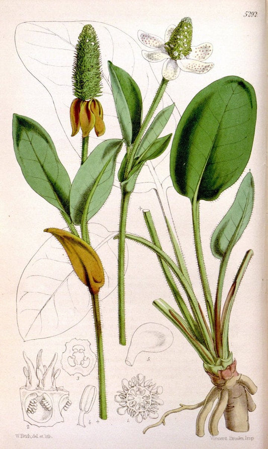 Curtis's botanical magazine. London ; New York [etc.] :Academic Press [etc.]. | "Botanical illustration" Botany Periodicals "Pictorial works" "Plants, Ornamental"  | Vintage Print Reproduction 454239