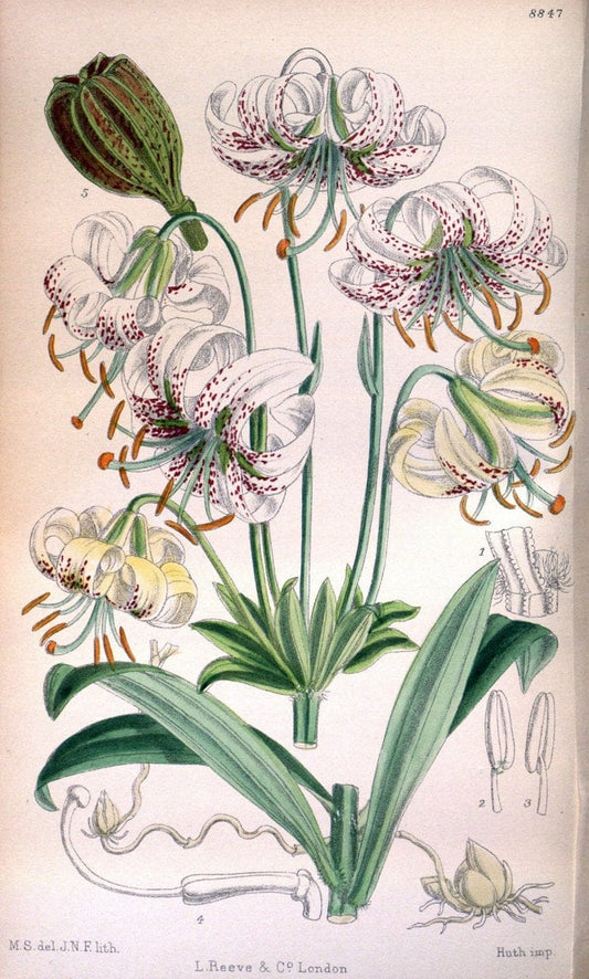 Curtis's botanical magazine. London ; New York [etc.] :Academic Press [etc.]. | "Botanical illustration" Botany Periodicals "Pictorial works" "Plants, Ornamental"  | Vintage Print Reproduction 454240