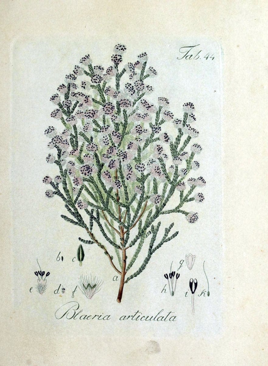 Collectio plantarum tam exoticarum, quam indigenarum, cum delineatione, descriptione cul | Botany | Vintage Print Reproduction 454241