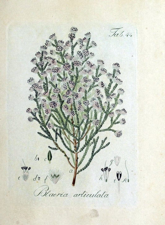 Collectio plantarum tam exoticarum, quam indigenarum, cum delineatione, descriptione cul | Botany | Vintage Print Reproduction 454241