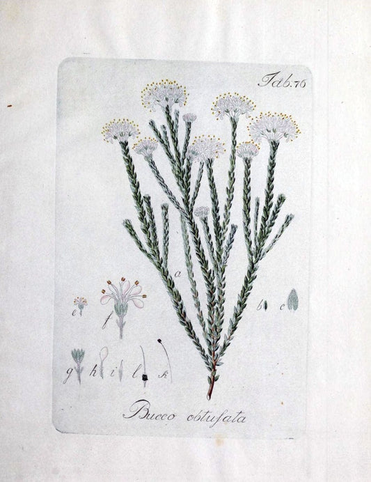 Collectio plantarum tam exoticarum, quam indigenarum, cum delineatione, descriptione cul | Botany | Vintage Print Reproduction 454242