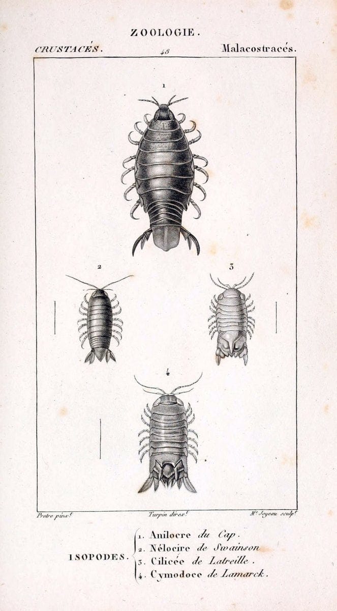 ConsidÃ©rations gÃ©nÃ©rales sur la classe des crustacÃ©s :.Paris :F.G. Levrault,1825.  | Crustacea France Zoology  | Vintage Print Reproduction 454244