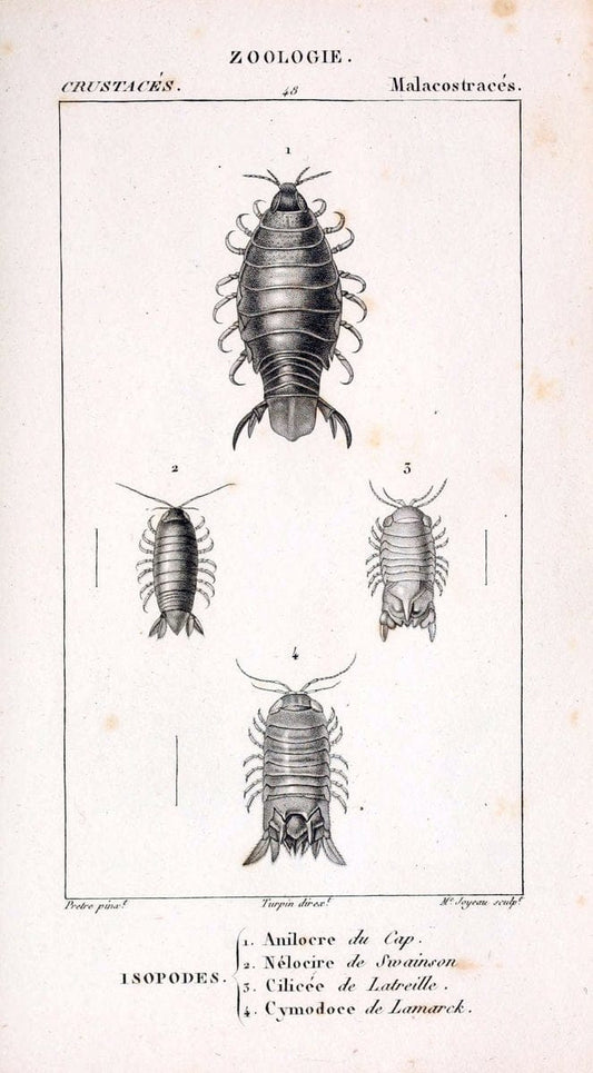 ConsidÃ©rations gÃ©nÃ©rales sur la classe des crustacÃ©s :.Paris :F.G. Levrault,1825.  | Crustacea France Zoology  | Vintage Print Reproduction 454244