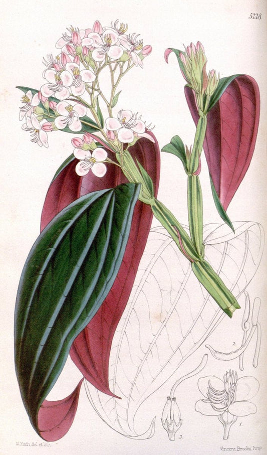 Curtis's botanical magazine. London ; New York [etc.] :Academic Press [etc.]. | "Botanical illustration" Botany Periodicals "Pictorial works" "Plants, Ornamental"  | Vintage Print Reproduction 454245