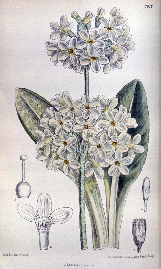 Curtis's botanical magazine. London ; New York [etc.] :Academic Press [etc.]. | "Botanical illustration" Botany Periodicals "Pictorial works" "Plants, Ornamental"  | Vintage Print Reproduction 454246