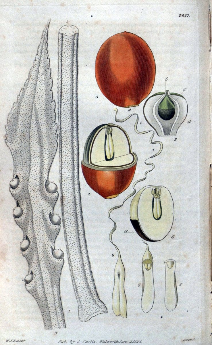 Curtis's botanical magazine. London ; New York [etc.] :Academic Press [etc.]. | "Botanical illustration" Botany Periodicals "Pictorial works" "Plants, Ornamental"  | Vintage Print Reproduction 454247