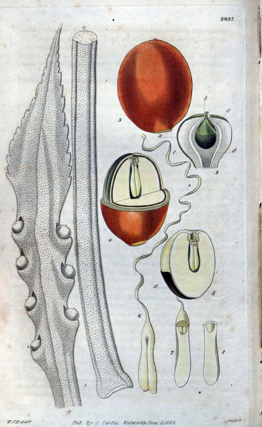 Curtis's botanical magazine. London ; New York [etc.] :Academic Press [etc.]. | "Botanical illustration" Botany Periodicals "Pictorial works" "Plants, Ornamental"  | Vintage Print Reproduction 454247