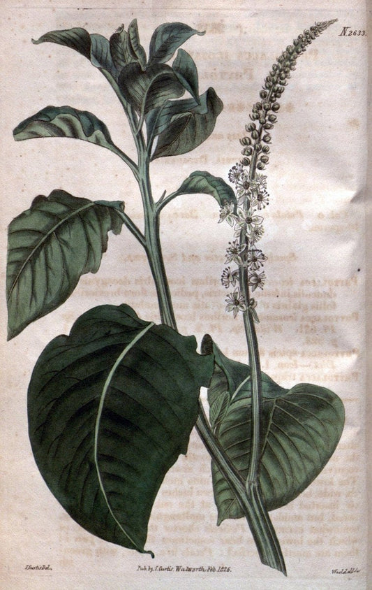 Curtis's botanical magazine. London ; New York [etc.] :Academic Press [etc.]. | "Botanical illustration" Botany Periodicals "Pictorial works" "Plants, Ornamental"  | Vintage Print Reproduction 454249