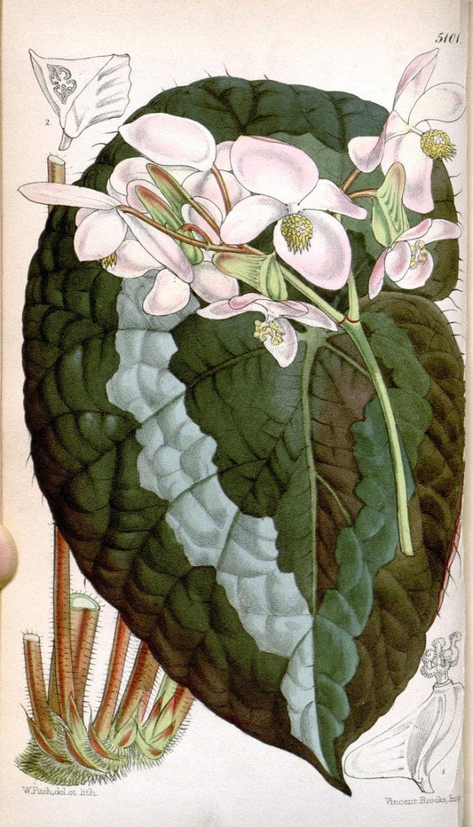 Curtis's botanical magazine. London ; New York [etc.] :Academic Press [etc.]. | "Botanical illustration" Botany Periodicals "Pictorial works" "Plants, Ornamental"  | Vintage Print Reproduction 454250