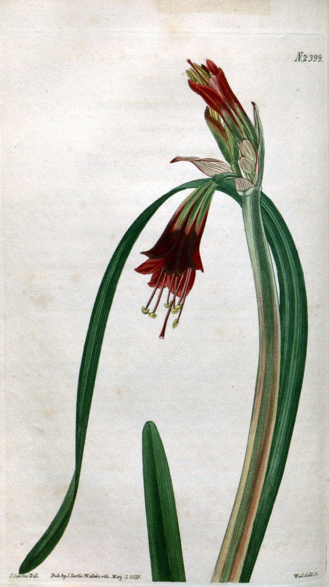 Curtis's botanical magazine. London ; New York [etc.] :Academic Press [etc.]. | "Botanical illustration" Botany Periodicals "Pictorial works" "Plants, Ornamental"  | Vintage Print Reproduction 454251