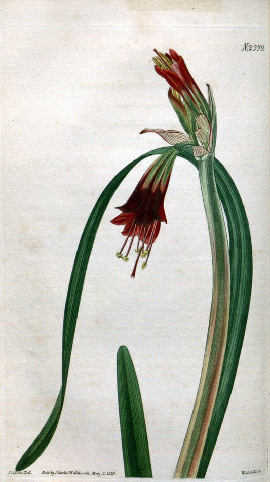 Curtis's botanical magazine. London ; New York [etc.] :Academic Press [etc.]. | "Botanical illustration" Botany Periodicals "Pictorial works" "Plants, Ornamental"  | Vintage Print Reproduction 454251