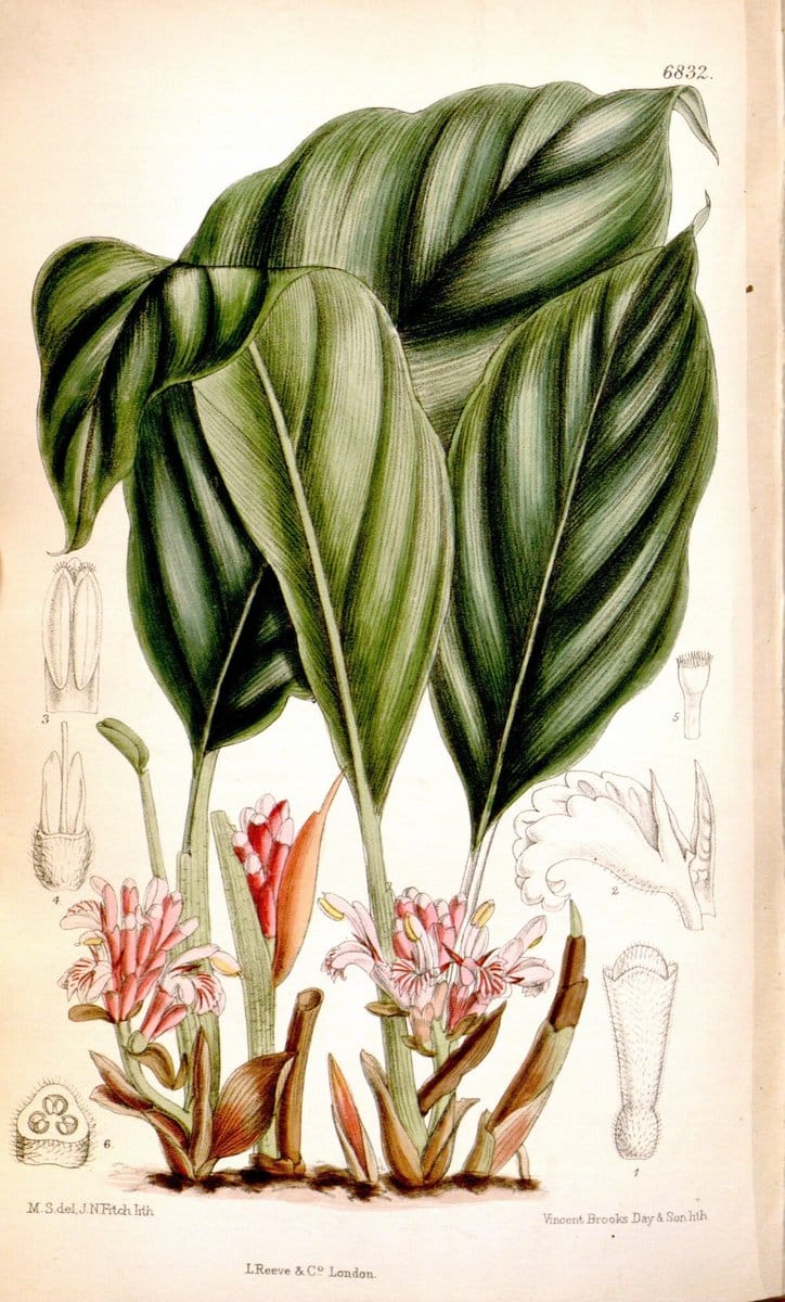 Curtis's botanical magazine. London ; New York [etc.] :Academic Press [etc.]. | "Botanical illustration" Botany Periodicals "Pictorial works" "Plants, Ornamental"  | Vintage Print Reproduction 454253