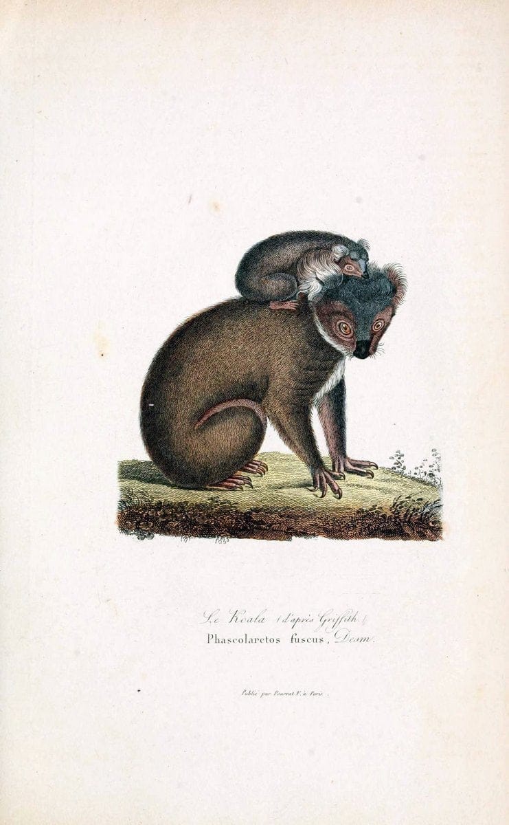 ComplÃ©ments de Buffon. t.1.Paris :P. Pourrat FrÃ¨res,1838. | Anthropology Birds Mammals SIL | Vintage Print Reproduction 454254