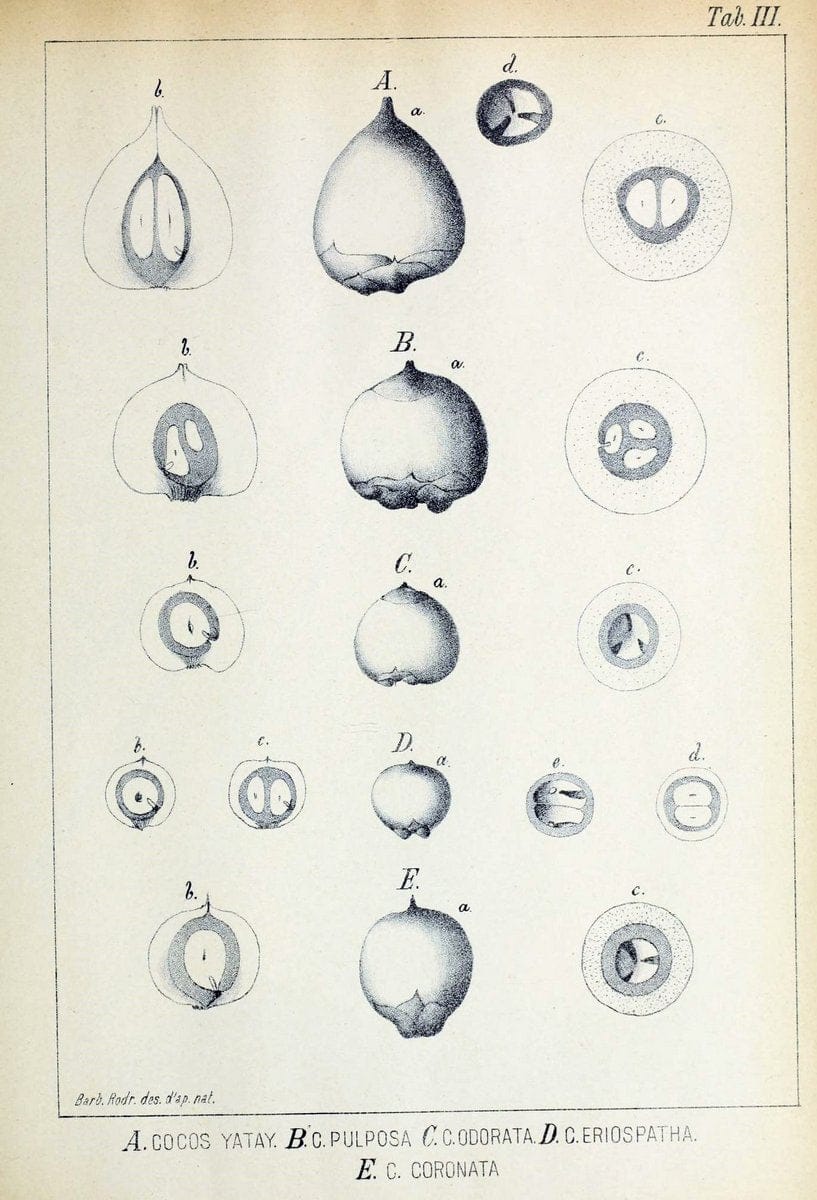 Contributions du Jardin botanique de Rio de Janeiro /.Rio de Janeiro :L'Etoile du Sud,1901-1907.  | Botany Brazil | Vintage Print Reproduction 454255