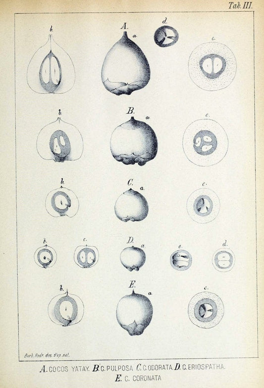 Contributions du Jardin botanique de Rio de Janeiro /.Rio de Janeiro :L'Etoile du Sud,1901-1907.  | Botany Brazil | Vintage Print Reproduction 454255