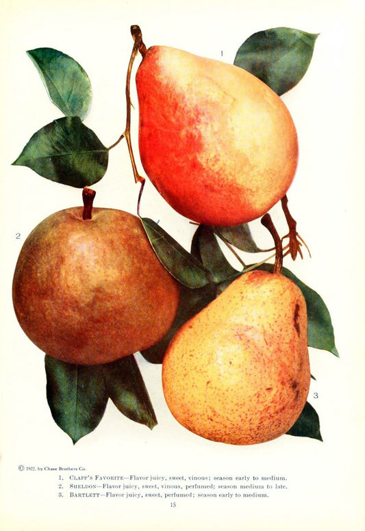 Chase fruit and flowers in natural colorsRochester, N.Y.,Chase brothers company[c1922] | Vintage Print Reproduction 454256