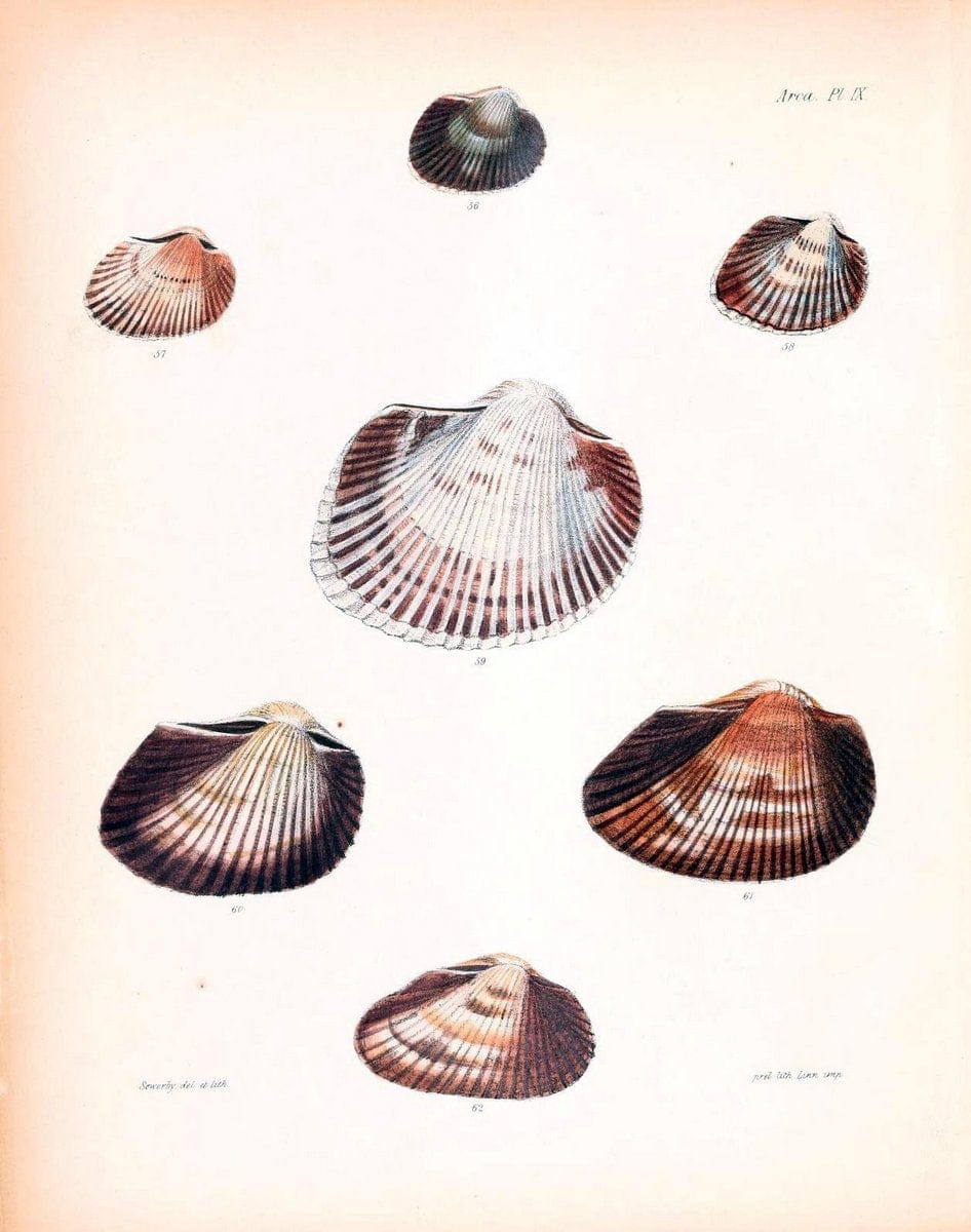 Conchologia iconica, or, Illustrations of the shells of molluscous animals /.London :Reeve, Brothers,1843-1878.  | Mollusks "Pictorial works" Shells | Vintage Print Reproduction 454257