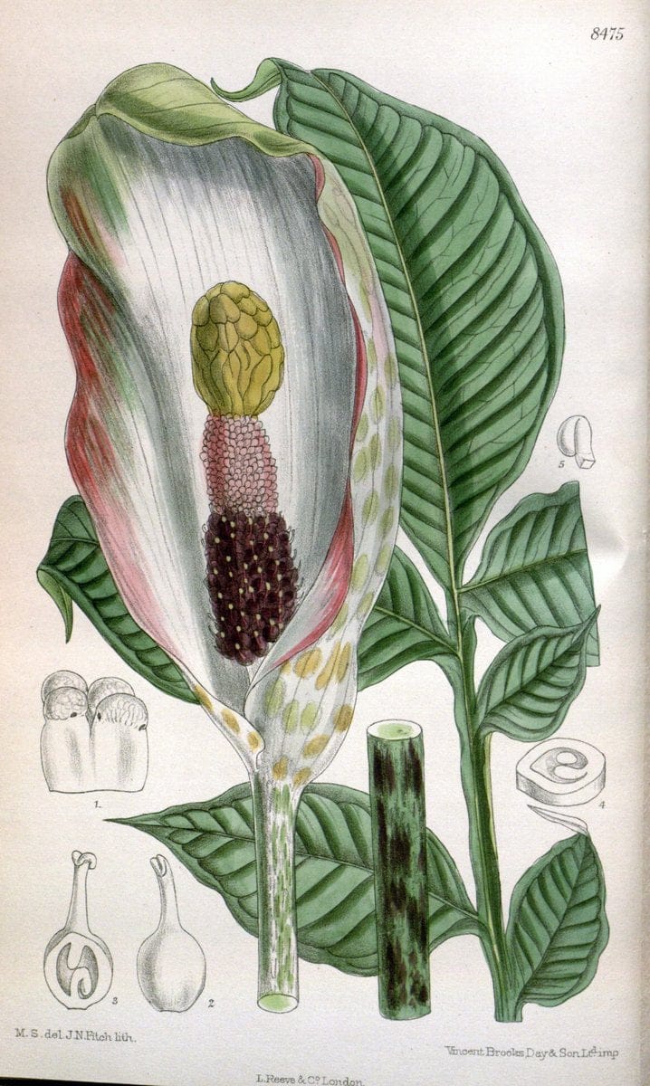 Curtis's botanical magazine. London ; New York [etc.] :Academic Press [etc.]. | "Botanical illustration" Botany Periodicals "Pictorial works" "Plants, Ornamental"  | Vintage Print Reproduction 454258
