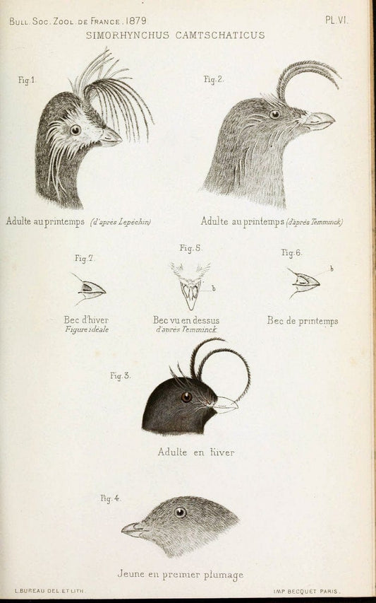 Bulletin de la SociÃ©tÃ© zoologique de France. t.4.Paris:SociÃ©tÃ© zoologique de France. |  | Vintage Print Reproduction 454259