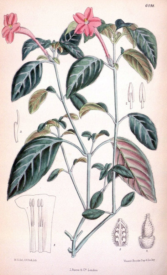 Curtis's botanical magazine. London ; New York [etc.] :Academic Press [etc.]. | "Botanical illustration" Botany Periodicals "Pictorial works" "Plants, Ornamental"  | Vintage Print Reproduction 454260