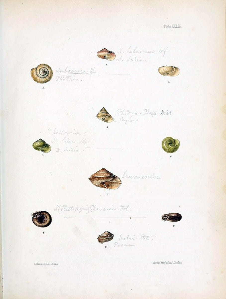 Conchologia indica,.London,1870-1876.. |  | Vintage Print Reproduction 454261