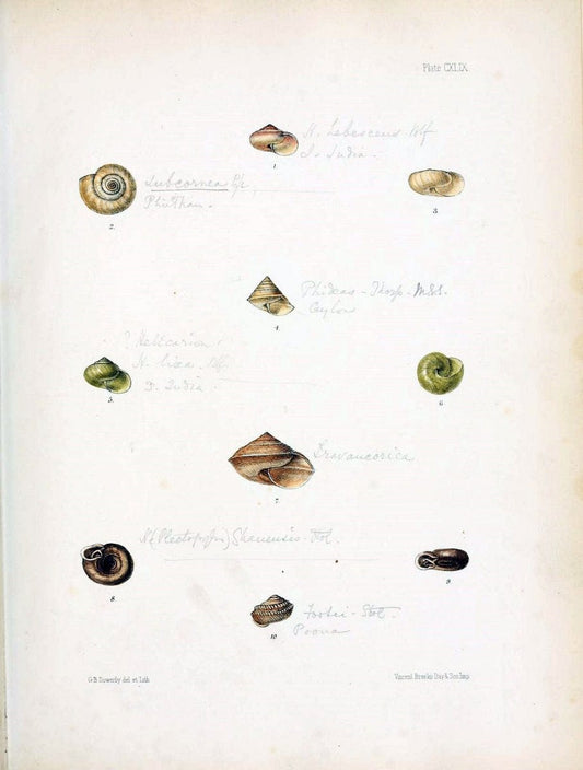 Conchologia indica,.London,1870-1876.. |  | Vintage Print Reproduction 454261