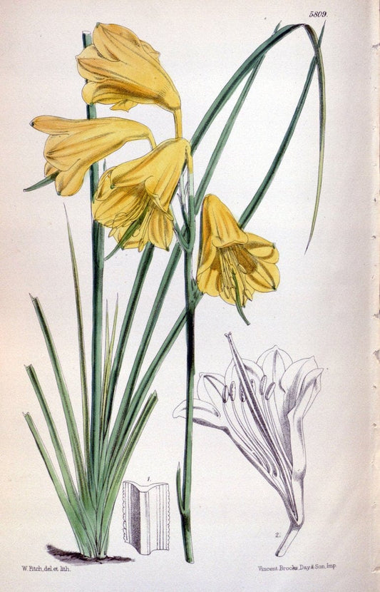 Curtis's botanical magazine. London ; New York [etc.] :Academic Press [etc.]. | "Botanical illustration" Botany Periodicals "Pictorial works" "Plants, Ornamental"  | Vintage Print Reproduction 454264