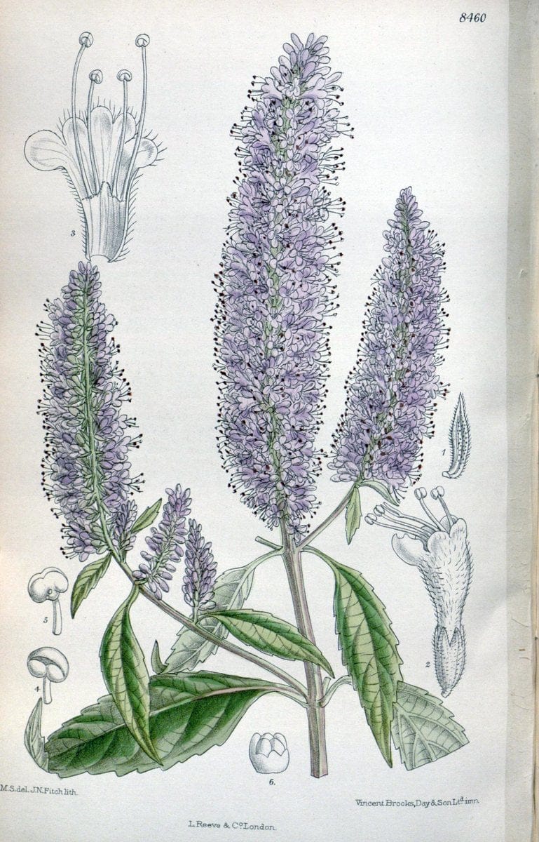 Curtis's botanical magazine. London ; New York [etc.] :Academic Press [etc.]. | "Botanical illustration" Botany Periodicals "Pictorial works" "Plants, Ornamental"  | Vintage Print Reproduction 454265