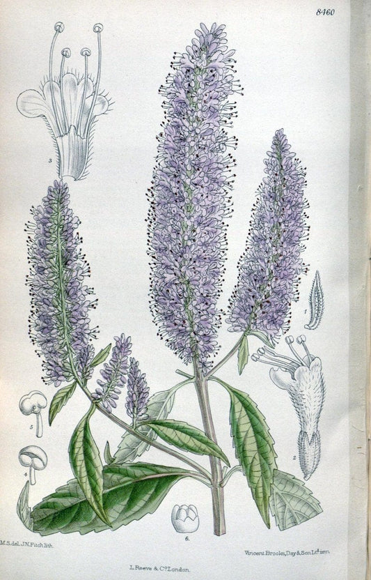 Curtis's botanical magazine. London ; New York [etc.] :Academic Press [etc.]. | "Botanical illustration" Botany Periodicals "Pictorial works" "Plants, Ornamental"  | Vintage Print Reproduction 454265