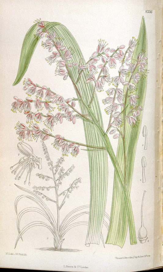 Curtis's botanical magazine. London ; New York [etc.] :Academic Press [etc.]. | "Botanical illustration" Botany Periodicals "Pictorial works" "Plants, Ornamental"  | Vintage Print Reproduction 454266