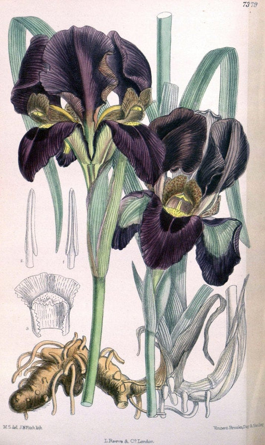 Curtis's botanical magazine. London ; New York [etc.] :Academic Press [etc.]. | "Botanical illustration" Botany Periodicals "Pictorial works" "Plants, Ornamental"  | Vintage Print Reproduction 454267