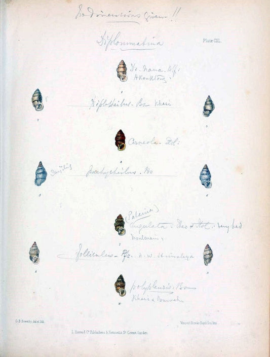 Conchologia indica,.London,1870-1876.. |  | Vintage Print Reproduction 454269