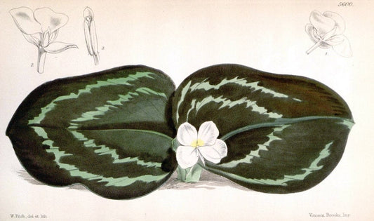 Curtis's botanical magazine. London ; New York [etc.] :Academic Press [etc.]. | "Botanical illustration" Botany Periodicals "Pictorial works" "Plants, Ornamental"  | Vintage Print Reproduction 454270