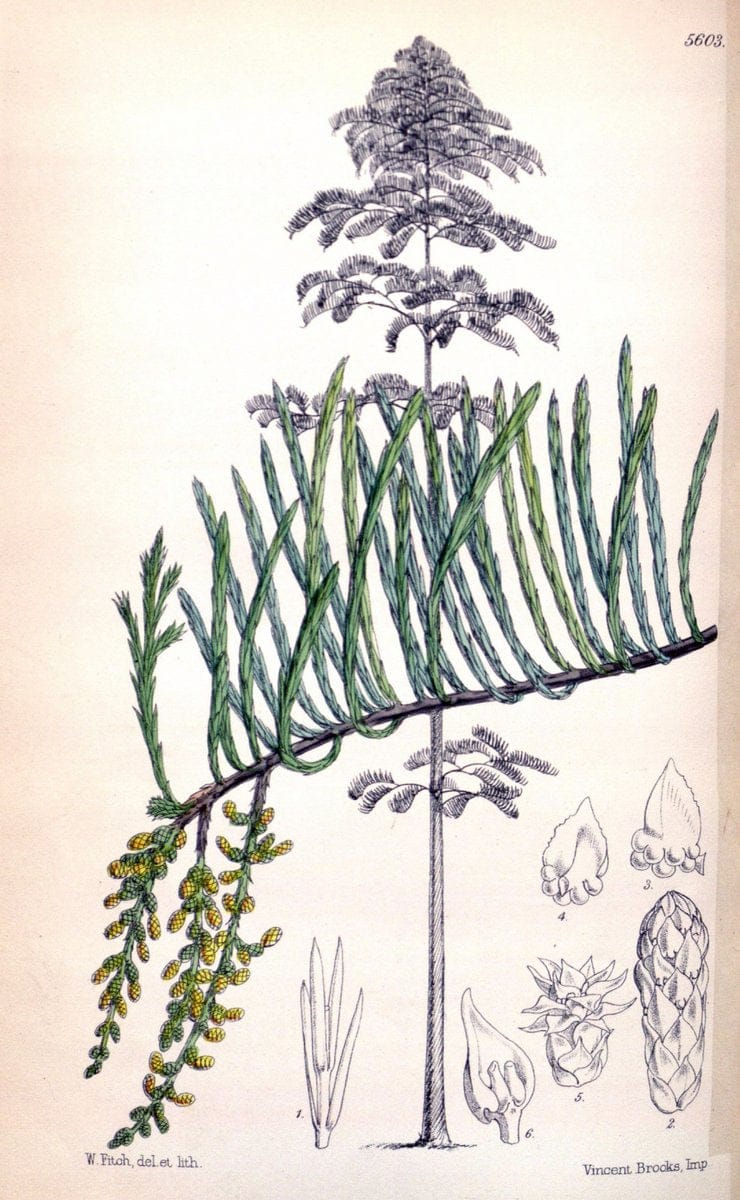 Curtis's botanical magazine. London ; New York [etc.] :Academic Press [etc.]. | "Botanical illustration" Botany Periodicals "Pictorial works" "Plants, Ornamental"  | Vintage Print Reproduction 454271