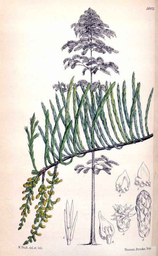 Curtis's botanical magazine. London ; New York [etc.] :Academic Press [etc.]. | "Botanical illustration" Botany Periodicals "Pictorial works" "Plants, Ornamental"  | Vintage Print Reproduction 454271
