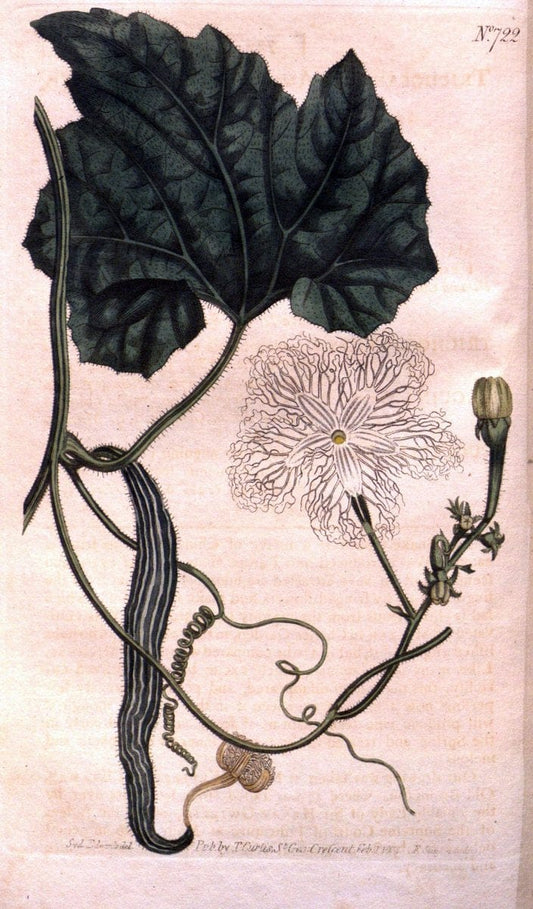 Curtis's botanical magazine..London ;New York [etc.] :Academic Press [etc.]. |  | Vintage Print Reproduction 454272
