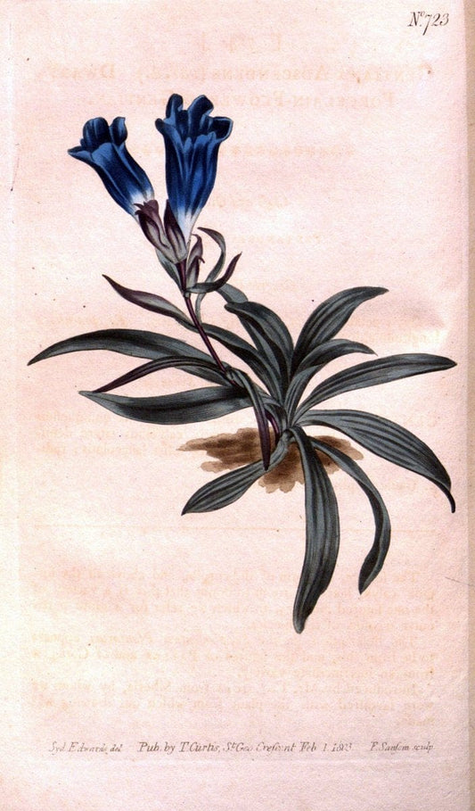 Curtis's botanical magazine..London ;New York [etc.] :Academic Press [etc.]. |  | Vintage Print Reproduction 454273